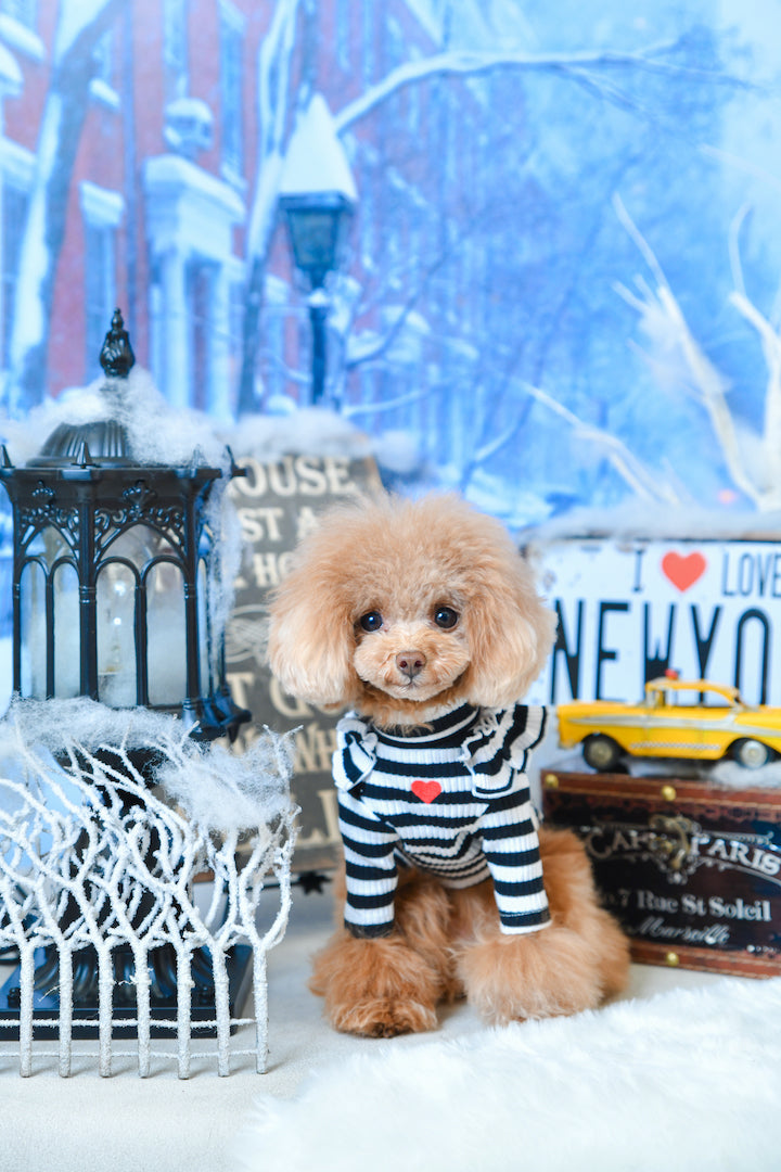 aletta オリジナルタートルニット striped ※再入荷