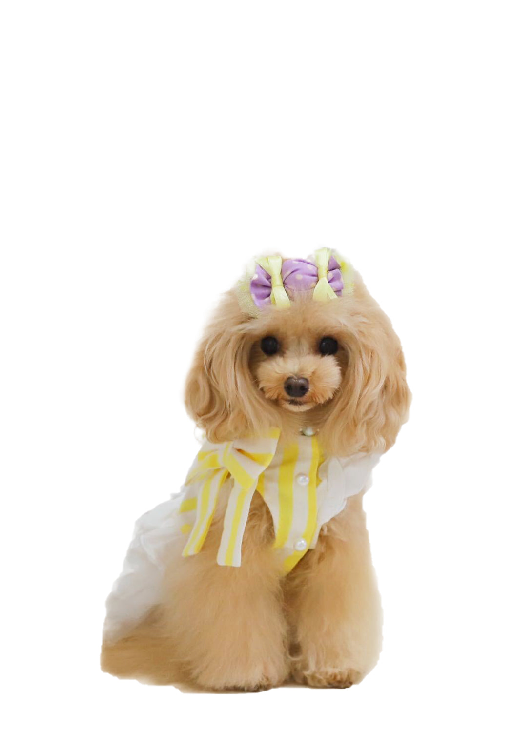 CANDY バレッタ Purple dot series ☆Bettyコラボ 9月商品におすすめ☆