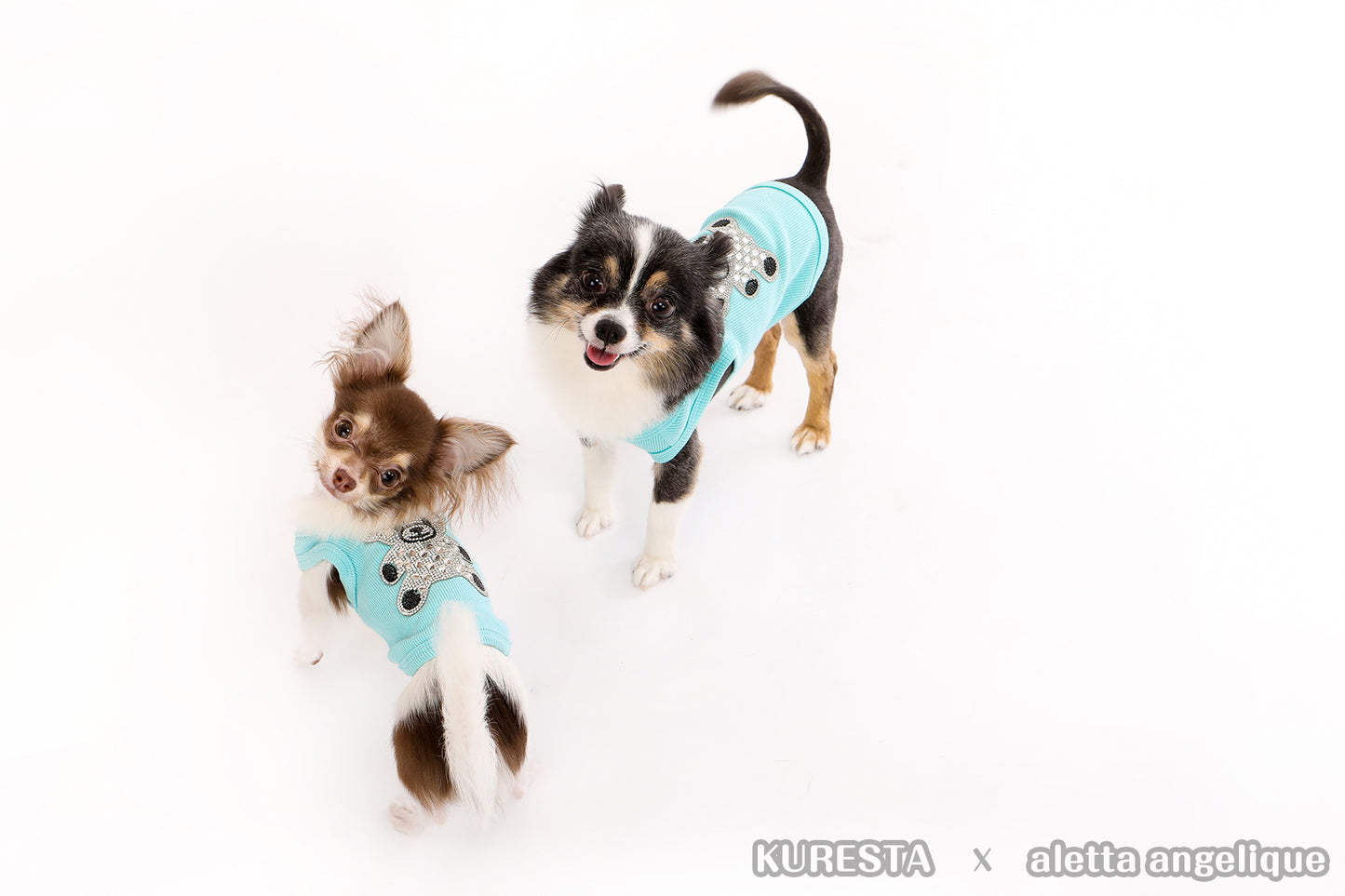 Aqua Teddy Tank